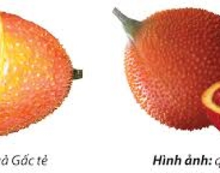 Gấc có khả năng dự phòng biến chứng của bệnh tiểu đường