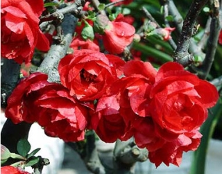 Điểm mặt hoa tết 2017 độc đáo sẽ mang lại may măn tiền tài cho gia chủ