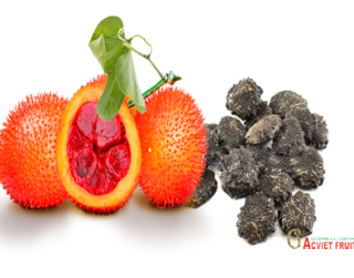 Chế biến hạt gấc thay mật gấu chữa bệnh