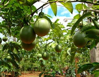 Luận chứng kinh tế về cây chanh dây