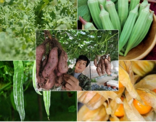 5 loại rau, củ, quả tự trồng được quan tâm nhất năm 2016