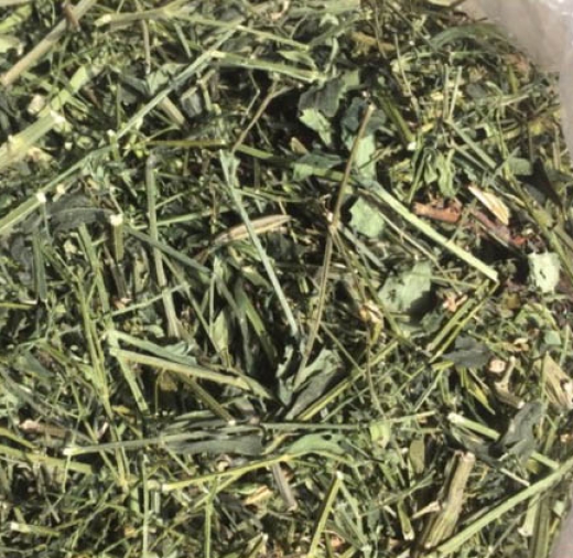 XUYÊN TÂM LIÊN – Vị thuốc quý trong điều trị các bệnh đường hô hấp