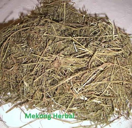 Cây Chó Đẻ (Diệp hạ châu) khô
