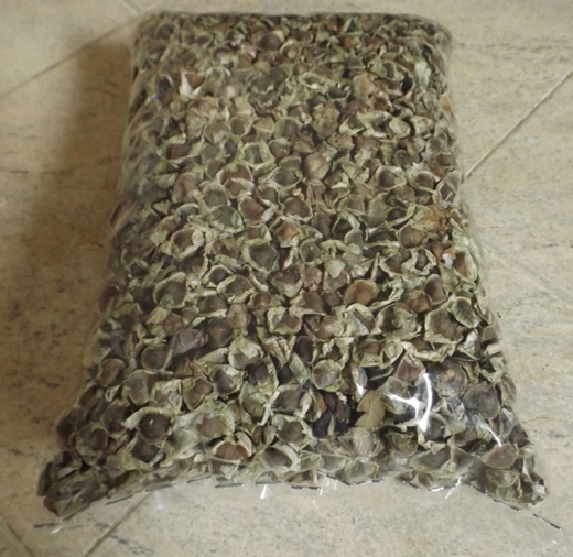 Hạt chùm ngây 