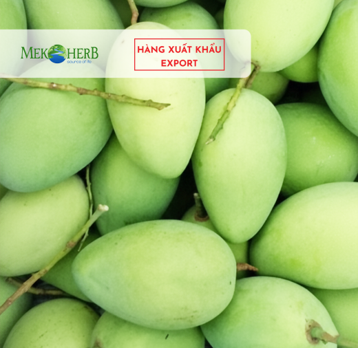 XOÀI CÁT CHU TƯƠI