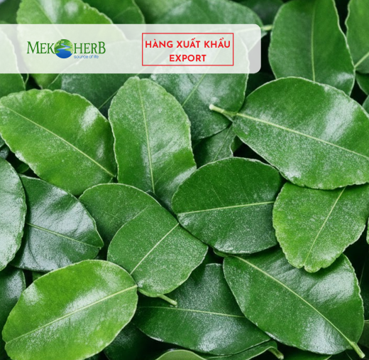 LÁ CHANH CẤP ĐÔNG