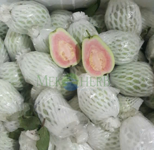 ỔI TƯƠI