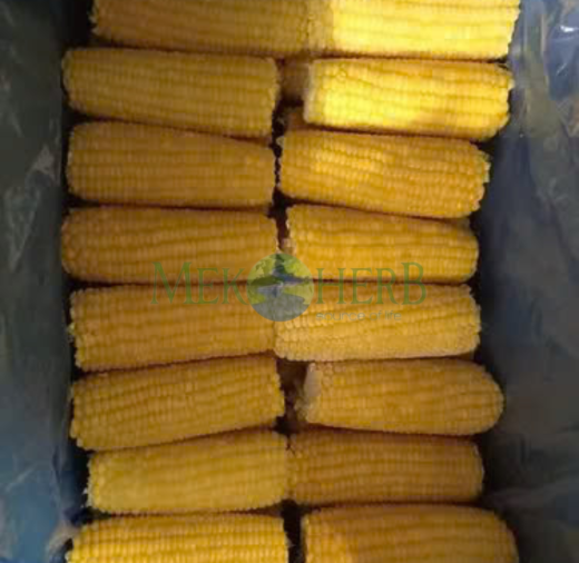 BẮP MỸ CẤP ĐÔNG