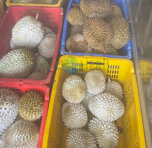 SẦU RIÊNG CẤP ĐÔNG