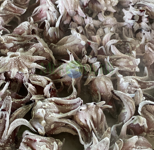 ATISO ĐỎ CẤP ĐÔNG