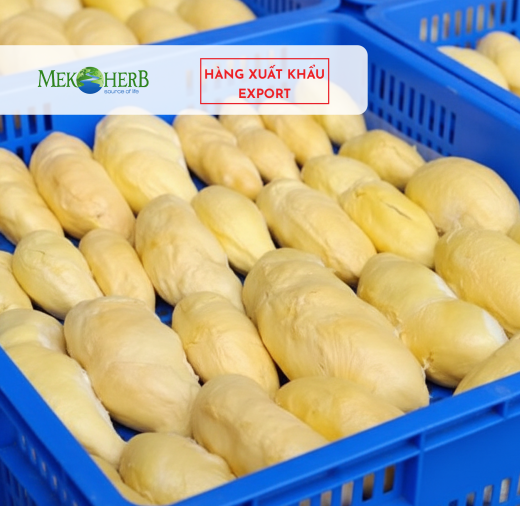 SẦU RIÊNG CẤP ĐÔNG