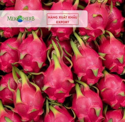 THANH LONG ĐỎ TƯƠI