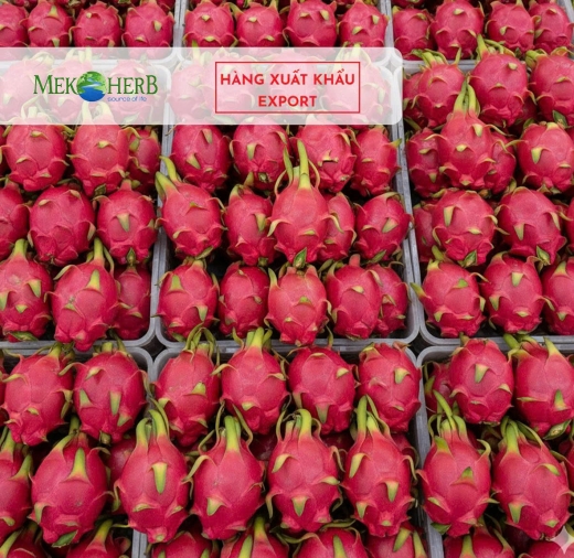 THANH LONG ĐỎ TƯƠI