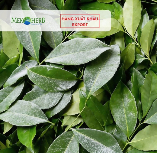 LÁ MẮC MẬT CẤP ĐÔNG